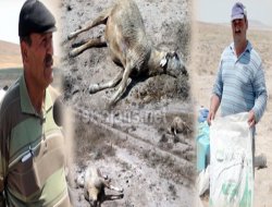 Zengen’de 31 koyun telef oldu