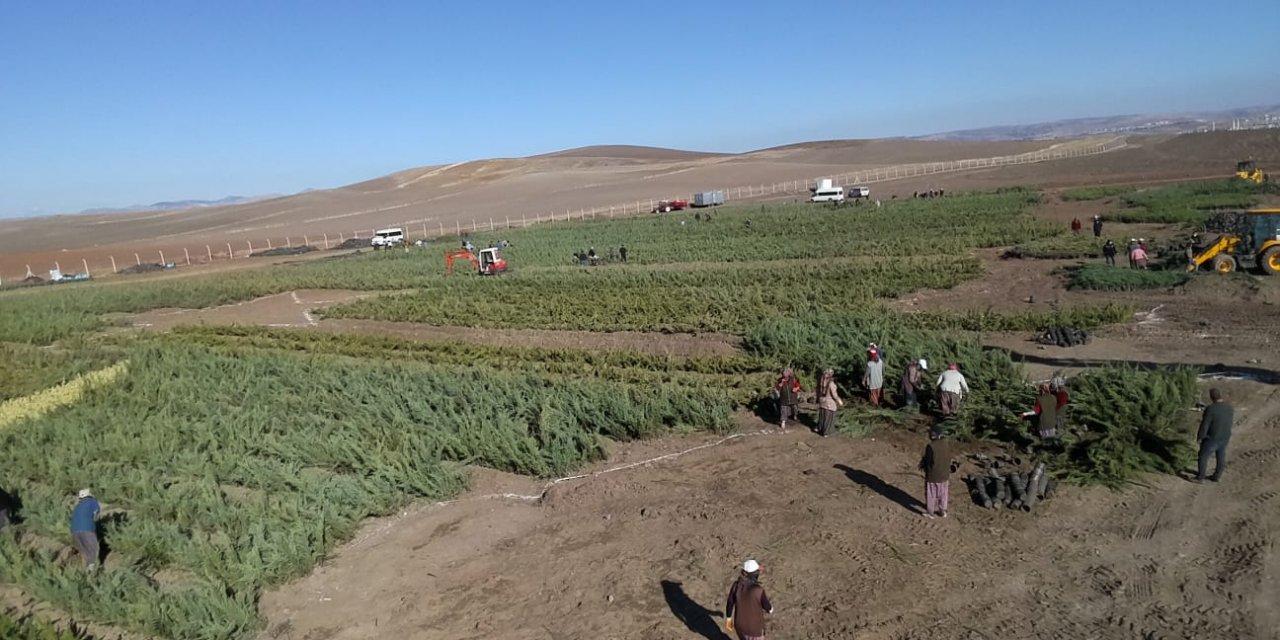 Milli Ağaçlandırma Günü için fidanlar hazır