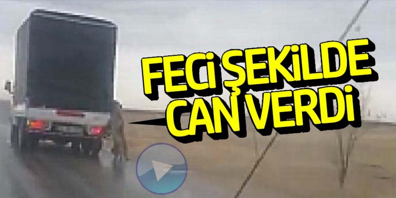 Kamyonette taşınan köpek, atlayınca asılı kalıp öldü