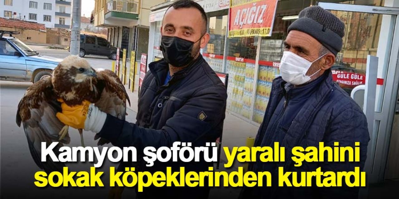 Kamyon şoförü yaralı şahini sokak köpeklerinden kurtardı