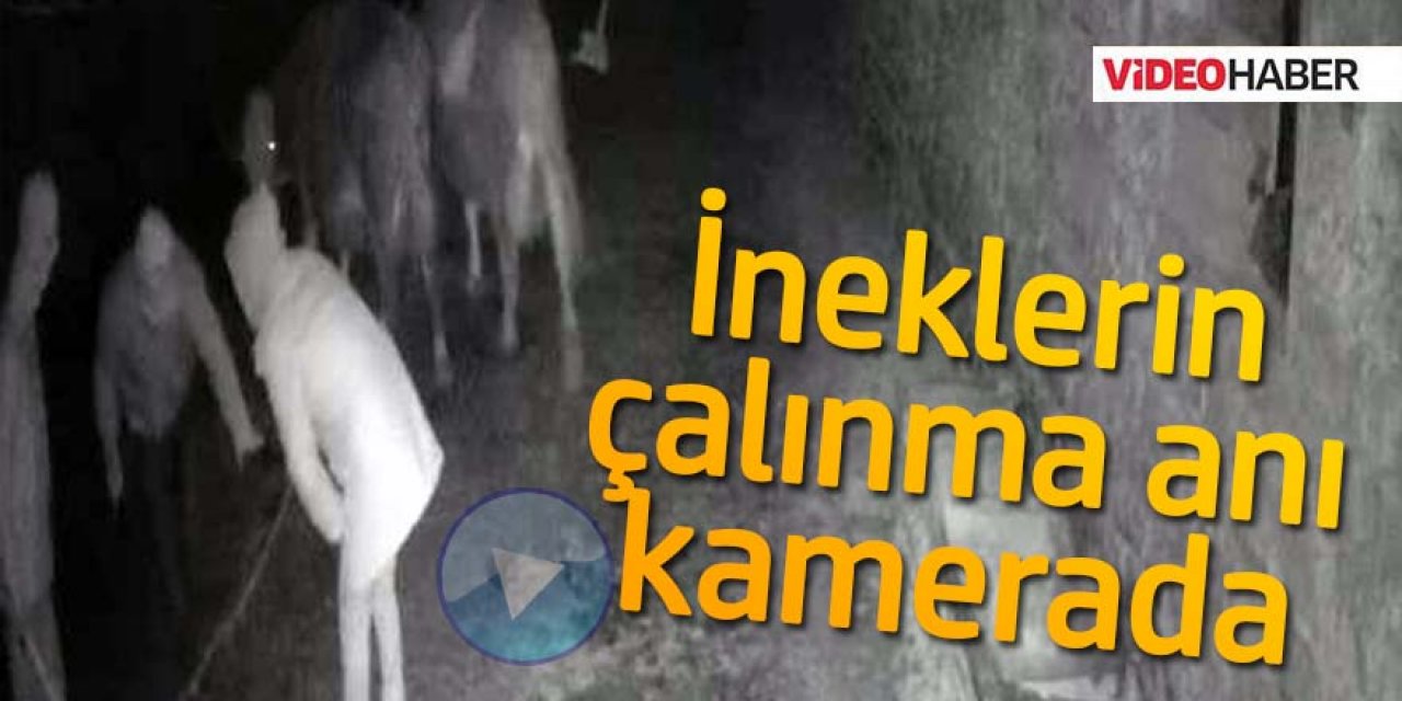İneklerin çalınma anı anbean kamerada