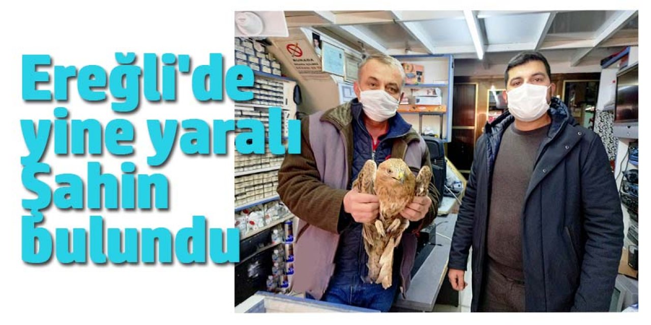 Ereğli'de yine yaralı Şahin bulundu