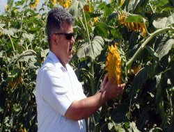 Alternatif Tarımda Ayçiçeği Dönemi