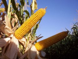 Dane mısır tespitleri 2 Eylül’de başlıyor