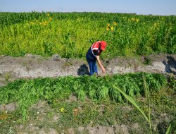 Ereğli’de bin 500 kök Hint keneviri ele geçirildi