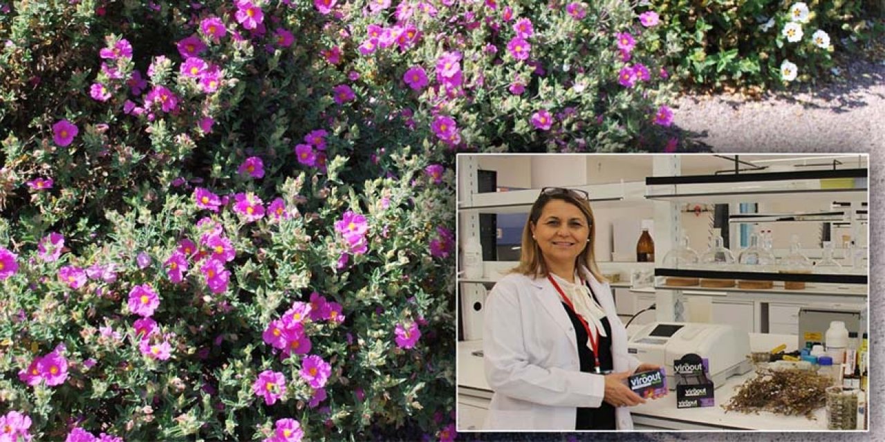 Yerli Cistus’lu Pastil Üretildi