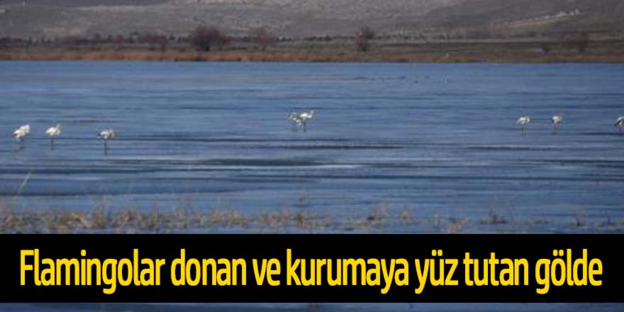 Flamingolar, kış ayında da kurumaya yüz tutan ve donan gölde