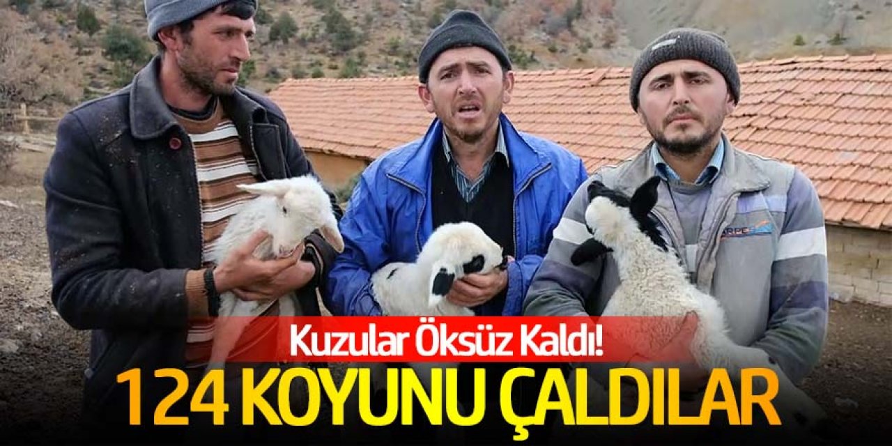 Hırsızlar 124 koyunu çaldı;öksüz kalan kuzuları biberonla besliyorlar!