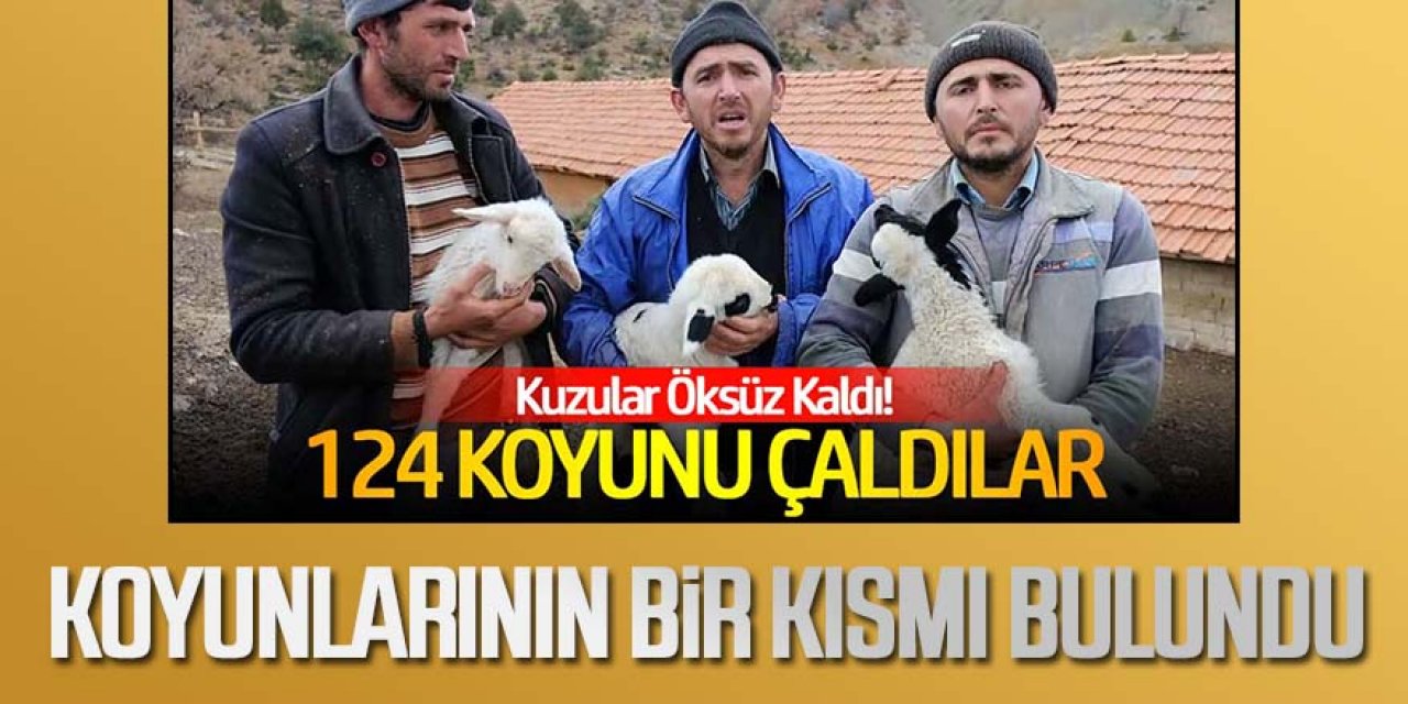 Kuzuları biberonla besliyorlardı, çalınan koyunlarından 60'ı bulundu