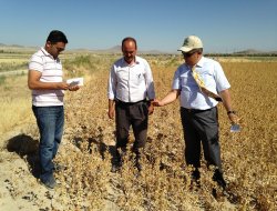 Aspir ekimi Ereğli’de yaygınlaşıyor