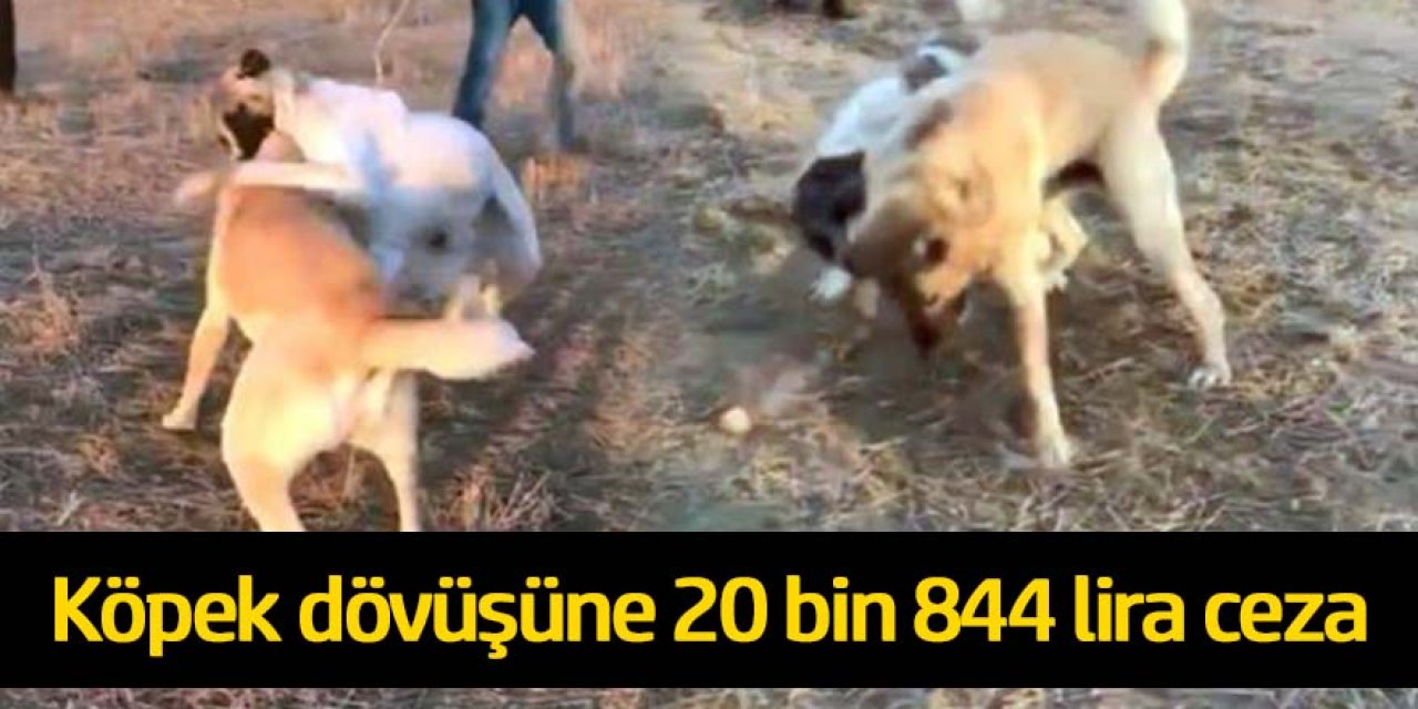 Köpekleri "Dövüş" adı altında birbirine parçalattılar! O anlar saniye saniye kamerada