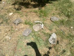 Park kaplumbağa istilasına uğradı