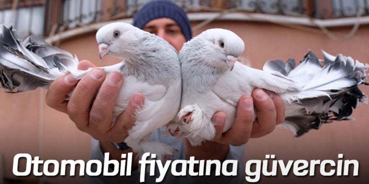 Otomobil fiyatına güvercin; 100 bin lira