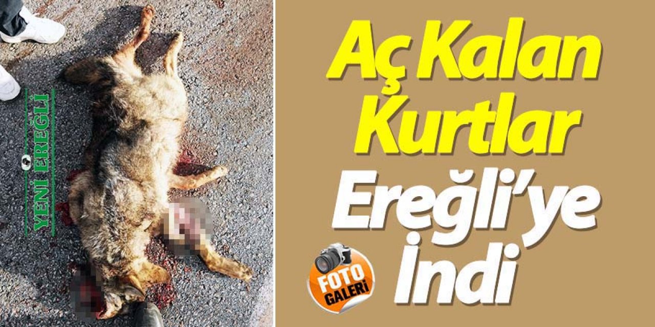 Köpeklerden kaçan kurt telef oldu