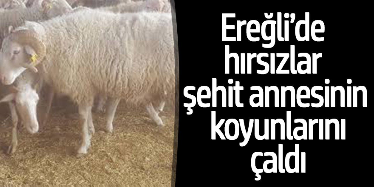 Ereğli’de hırsızlar şehit annesinin 7 koyun 1 kuzusunu çaldı