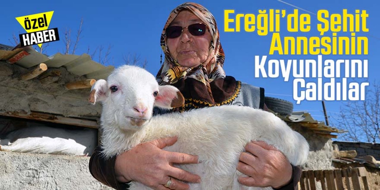 Şehit oğlunun adını koyduğu kuzusu çalındı