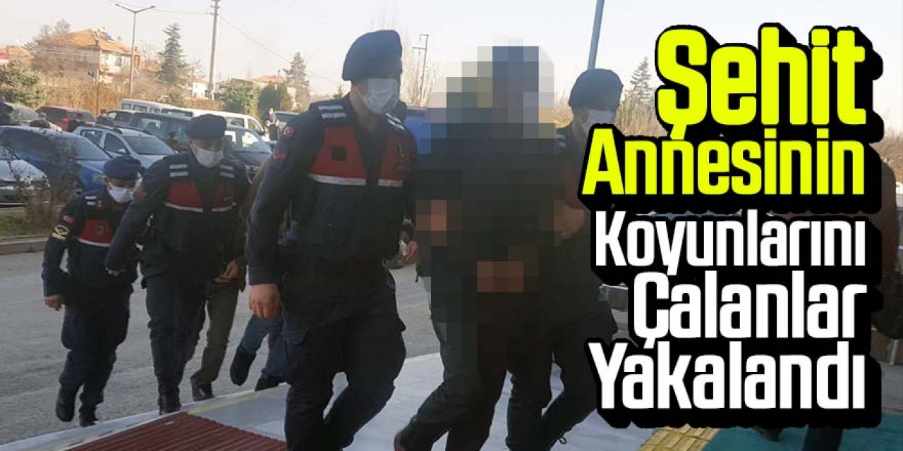 Şehit Annesinin Koyunlarını Çalanlar Yakalandı