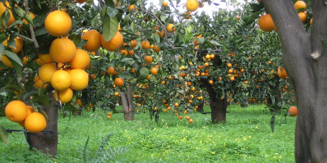Ocak Ayı Tarım Ürünleri Üretici Fiyat Endeksi Açıklandı