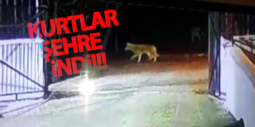 Kurtlar şehre indi