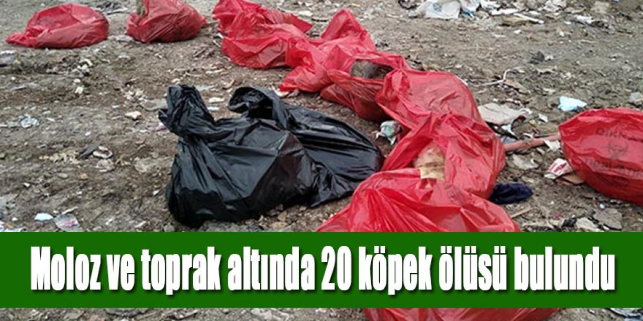 Moloz ve toprak yığınlarının altında 20 köpek ölüsü bulundu