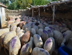 Jandarma’dan Hayvan Hırsızlarına Darbe