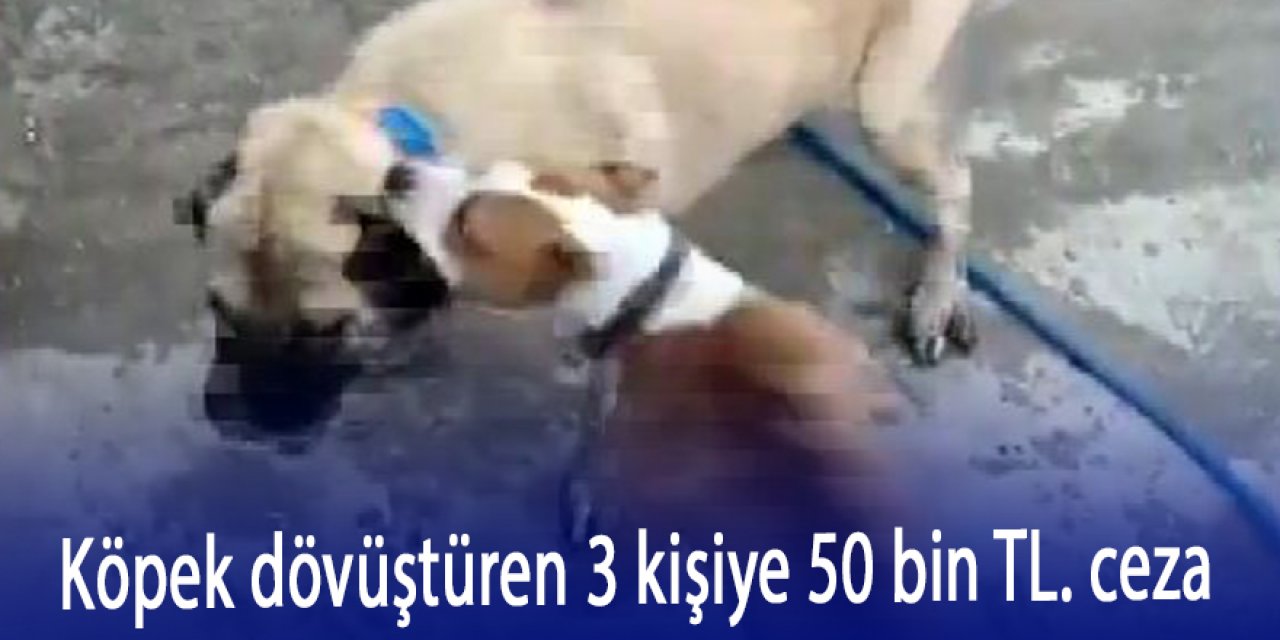 Köpek dövüştüren 3 kişiye 50 bin TL ceza