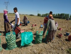 Ereğli’de patates sektörü hızla gelişiyor