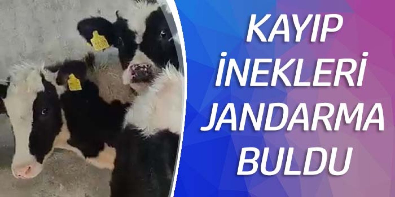 Ereğli’de Jandarma Asayiş ekipleri kaybolan 3 ineği bularak sahibine teslim etti