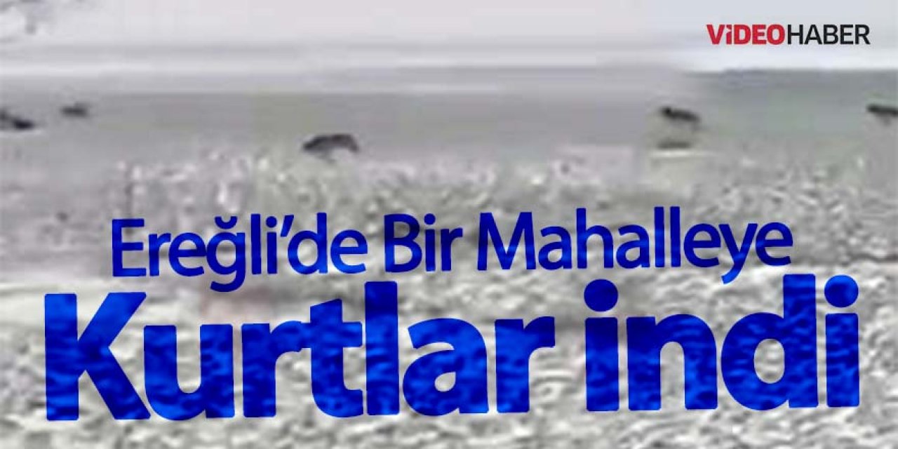 Ereğli’de Aç kalan kurtlar mahalleye indi