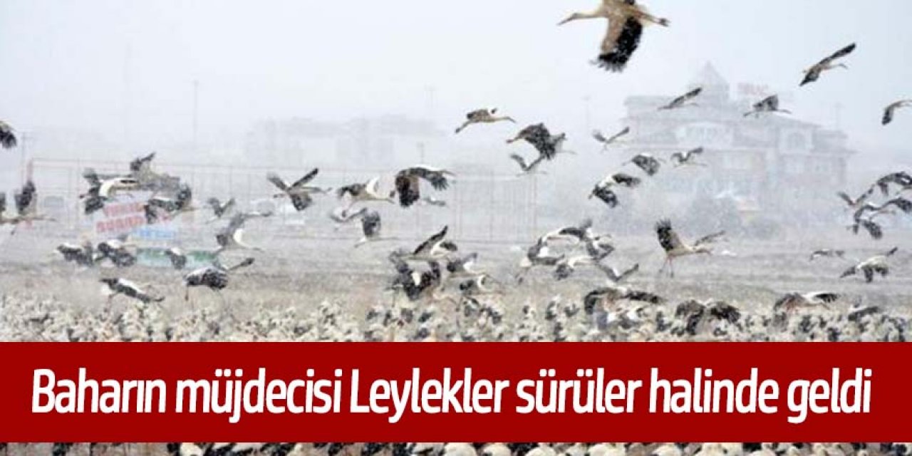 Göç yolundaki leylekler sürüler halinde geldi