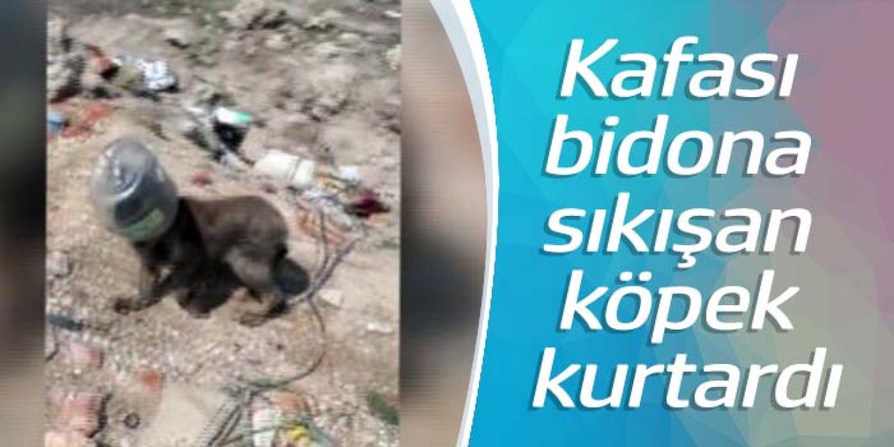 Hayvanları beslemeye gitti, kafası bidona sıkışan köpeği kurtardı