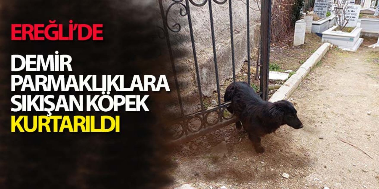 Ereğli’de demir parmaklıklara sıkışan köpeği itfaiye kurtardı