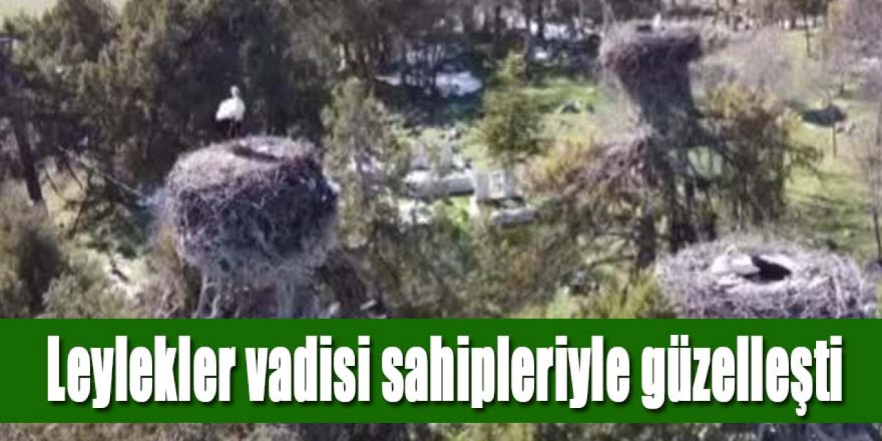 Leylekler Vadisi, leyleklerle şenlendi