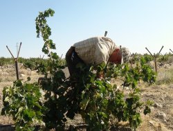 Rahim Hoca üzümleri satışa çıkardı
