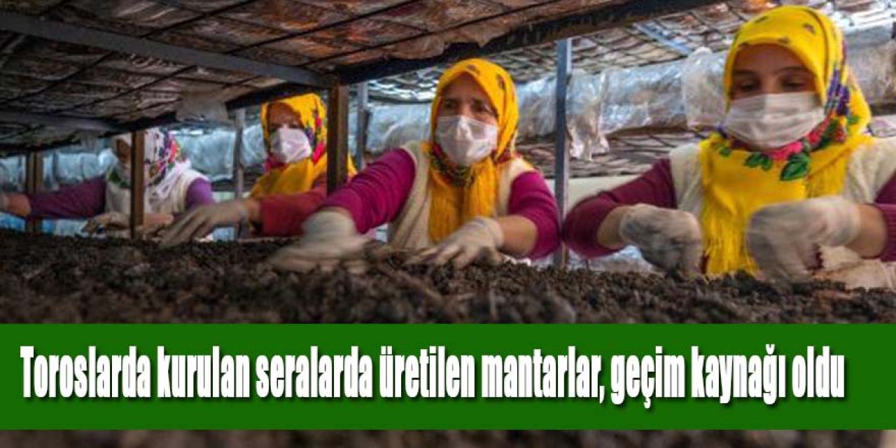 Toros Dağları'ndaki seralarda üretilen mantarlar, köyün gelir kapısı