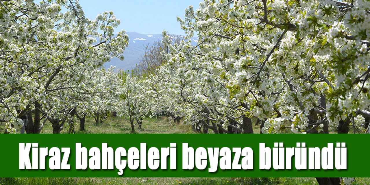 KİRAZ BAHÇELERİNDE BEYAZ ŞÖLEN