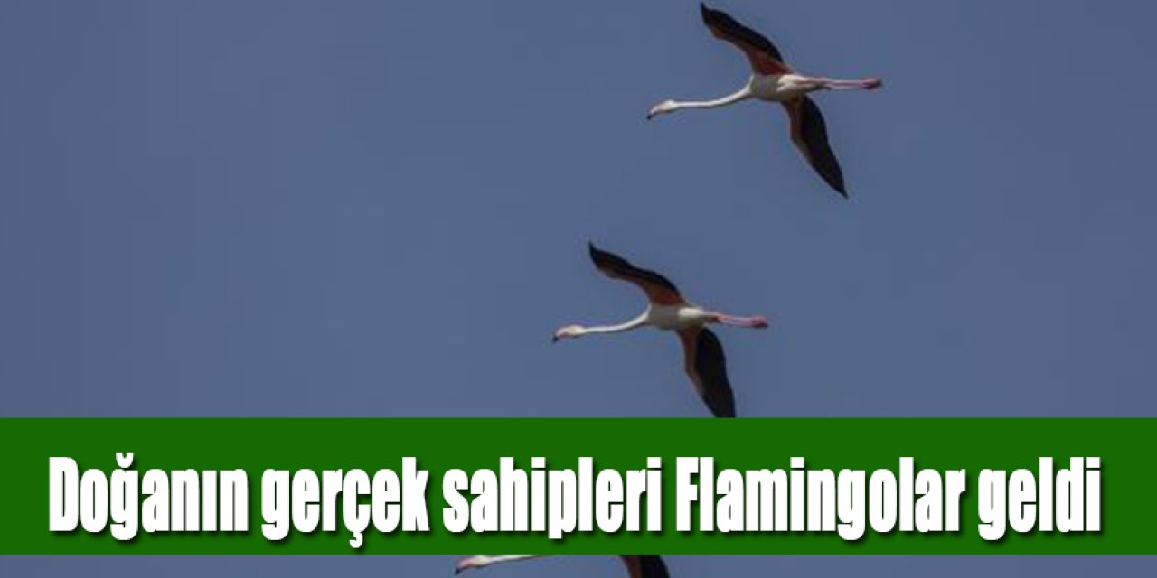 TUZ GÖLÜ'NE GÖÇ EDEN FLAMİNGOLARIN AKSARAY MOLASI