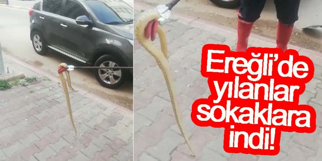 Ereğli’de yılanlar sokaklara indi