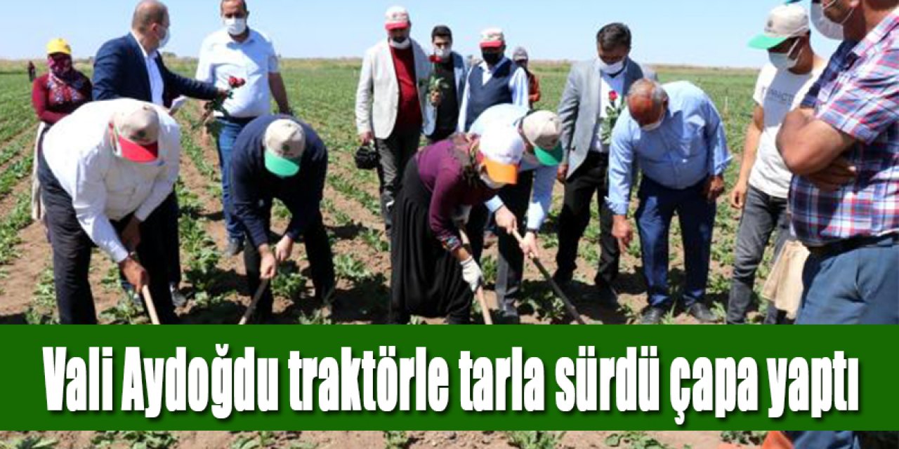 Vali Aydoğdu traktörle tarla sürdü çapa yaptı