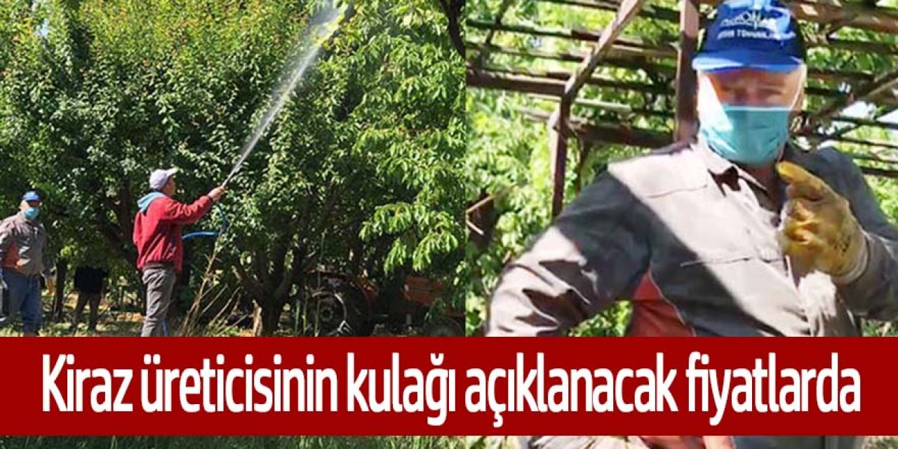 Kiraz üreticisi fiyatların 15 Lira’nın üzerinde olmasını istiyor