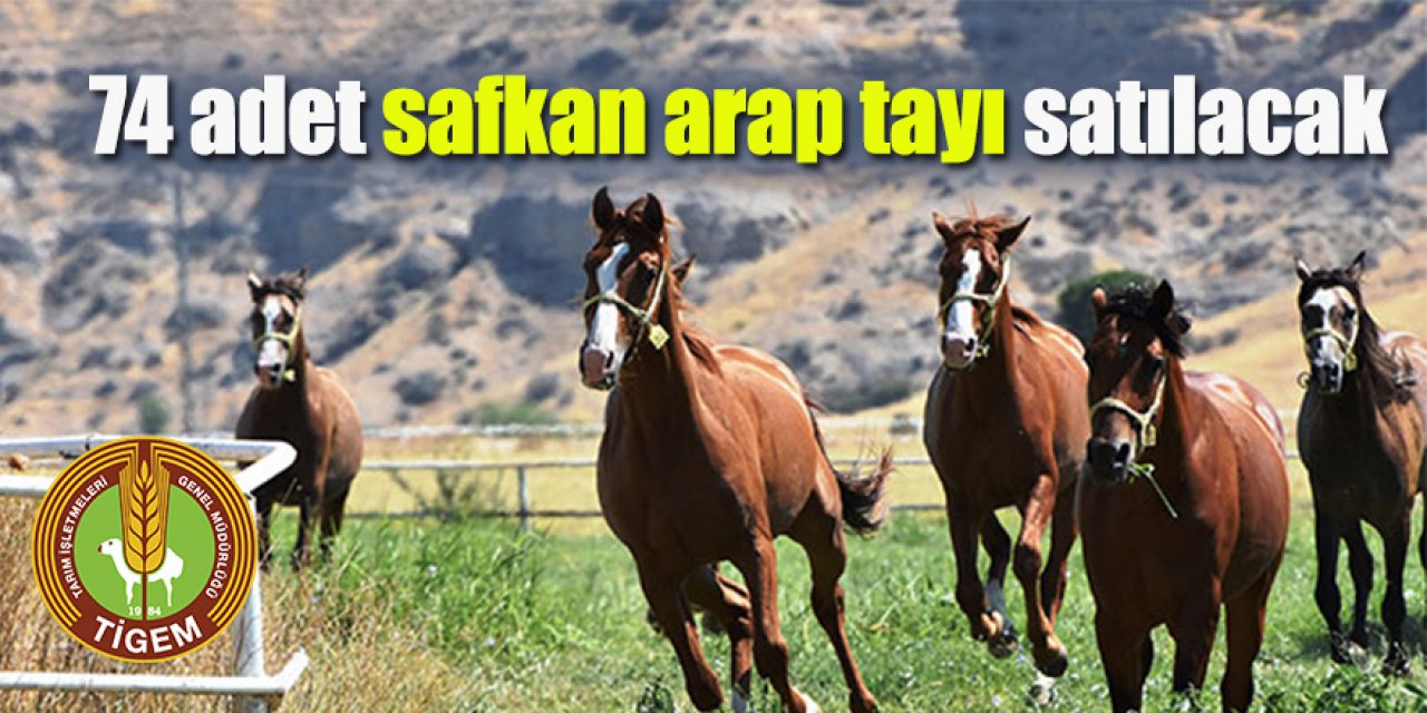 74 adet safkan arap tayı satılacak