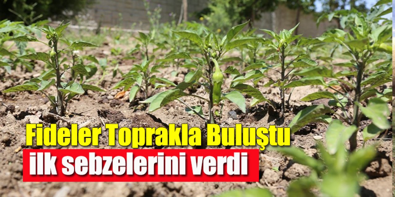 Belediye Tarafından Dağıtılan Fideler Toprakla Buluştu