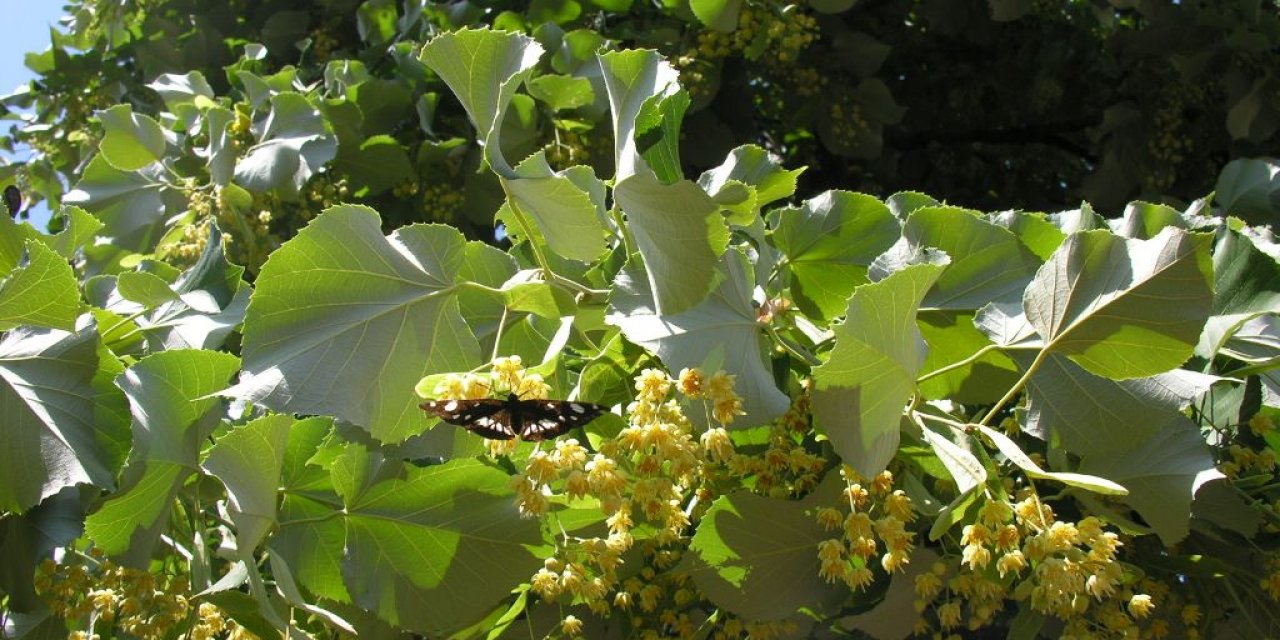 Ihlamur ile ekonomiye 30 milyon TL’lik şifa