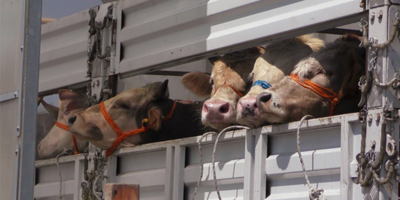 İlçe Tarım’dan Hayvan Nakilleri Konusunda Önemli Duyuru