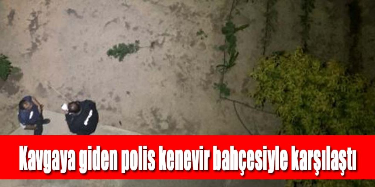 Kavgaya giden polis kenevir bahçesiyle karşılaştı