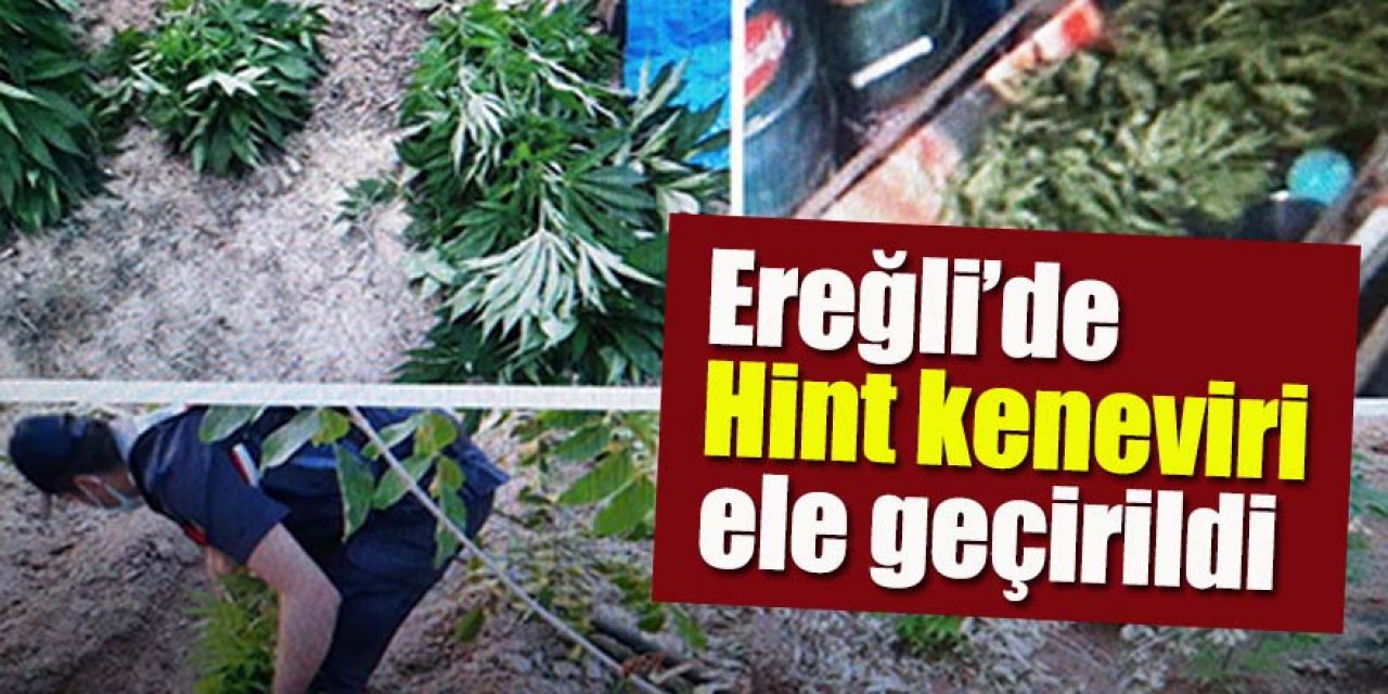 Ereğli’de bağ evinde 69 kök hint keneviri ve esrar ele geçirdi