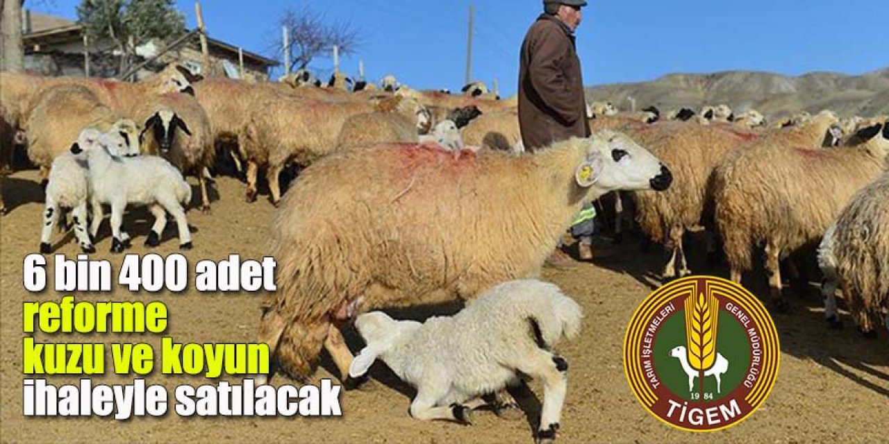 6 bin 400 adet reforme kuzu ve koyun ihaleyle satılacak