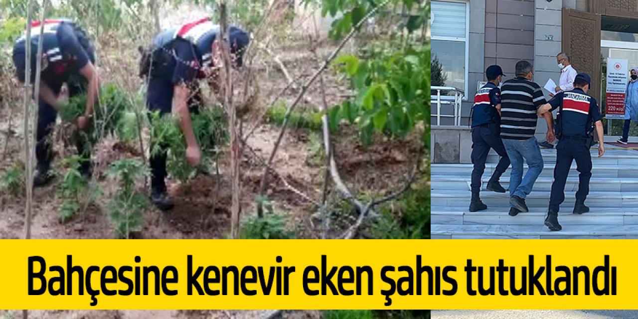 Bağ evinin bahçesine kenevir eken şahıs tutuklandı