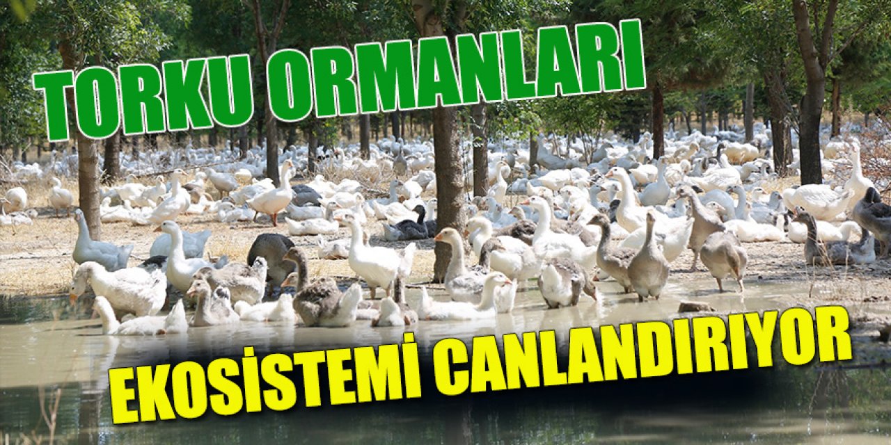 Tüketici Organik Kaz Eti ve Balla Buluşuyor!