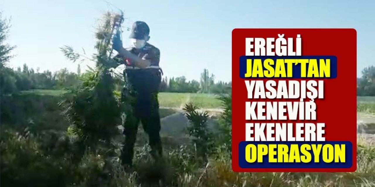 EREĞLİ JASAT’TAN YASADIŞI KENEVİR OPERASYONU